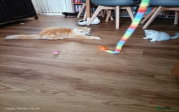 Persian cats for sale: Amazing Persian kittens  - Image 25