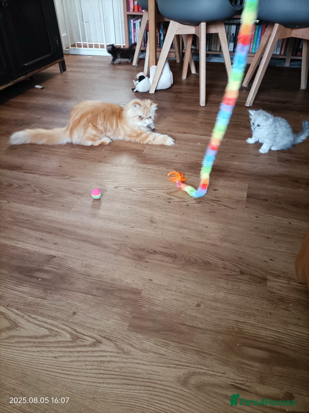 Persian cats for sale: Amazing Persian kittens  - Image 25