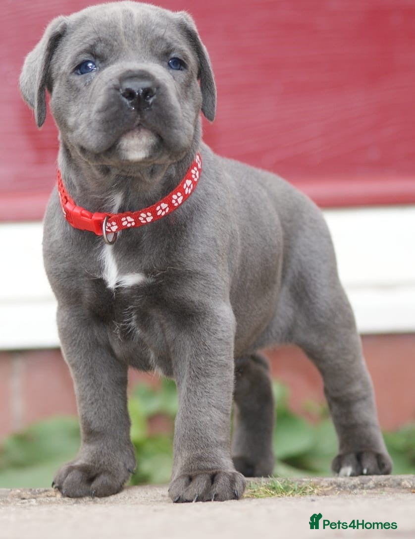 Cane Corso dogs 7 Blue Beautiful Cane Corso puppies 4 weeks old - Advert 4