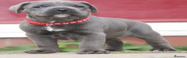 Male red collar Clifford 