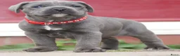 Cane Corso dogs for sale: 2 females left! Cane Corso puppies 9 weeks old - Advert 15
