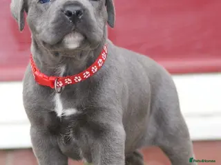 Cane Corso dogs 7 Blue Beautiful Cane Corso puppies 4 weeks old - Advert 2