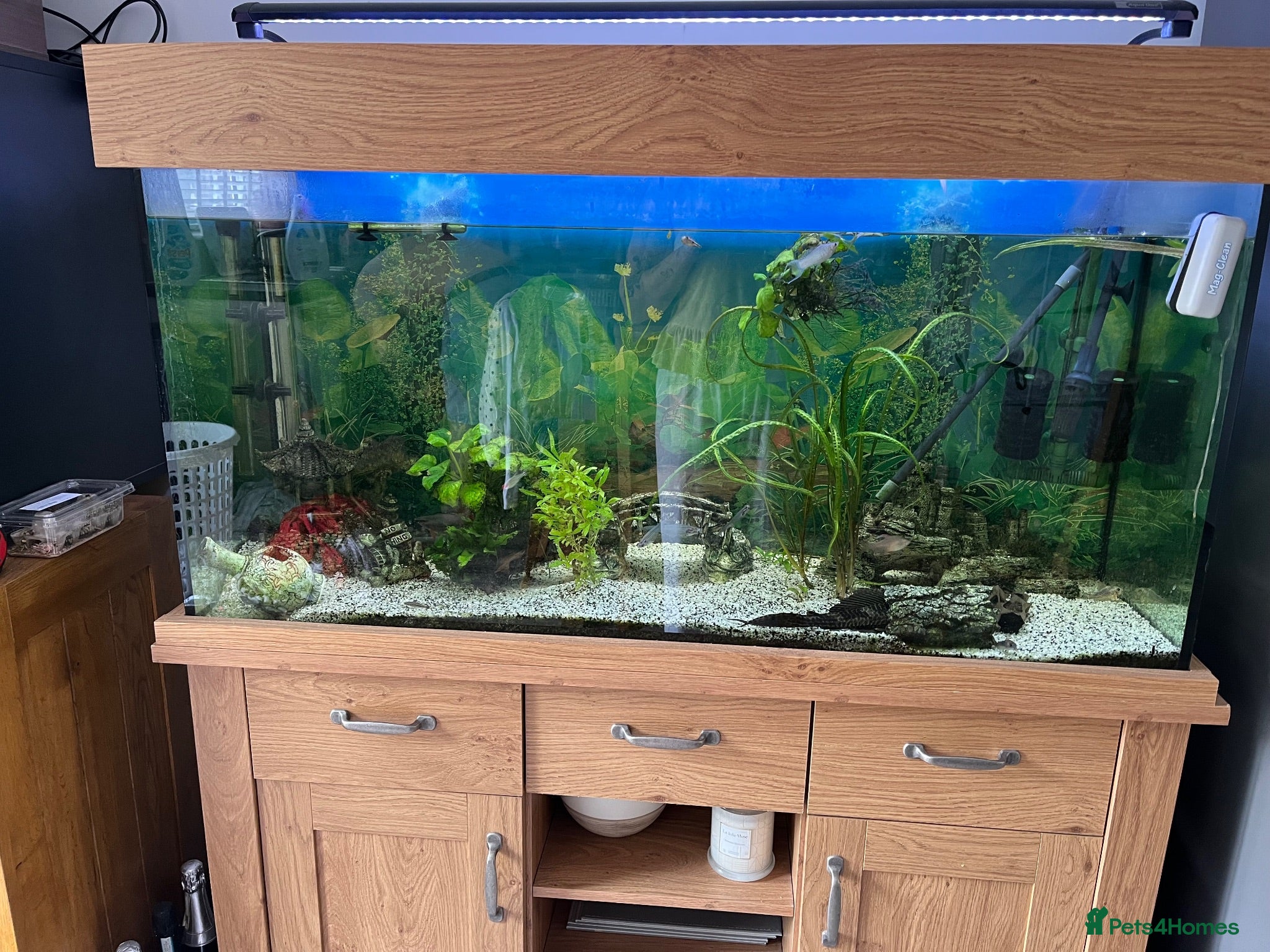 Sharks fish Fish tank 275L and fish - Advert 2