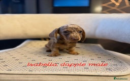 Miniature Dachshund dogs for sale: Miniature Dachshund  - Image 4