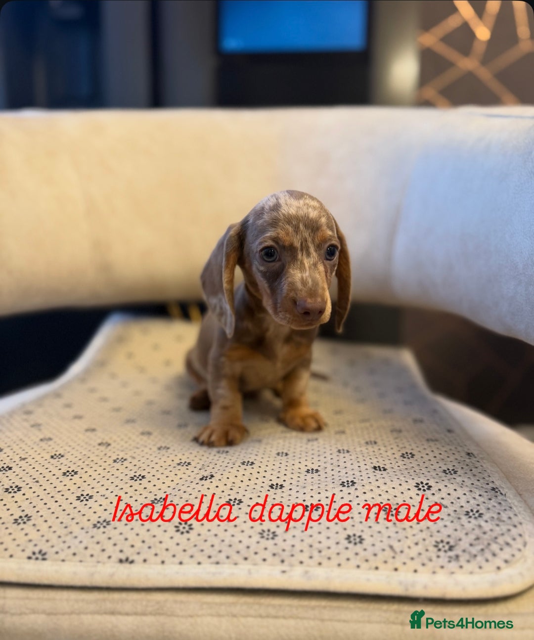 Miniature Dachshund dogs for sale: Miniature Dachshund  - Image 4