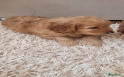 Cockapoo dogs for sale: 2nd generation cockapoo pups - Image 14