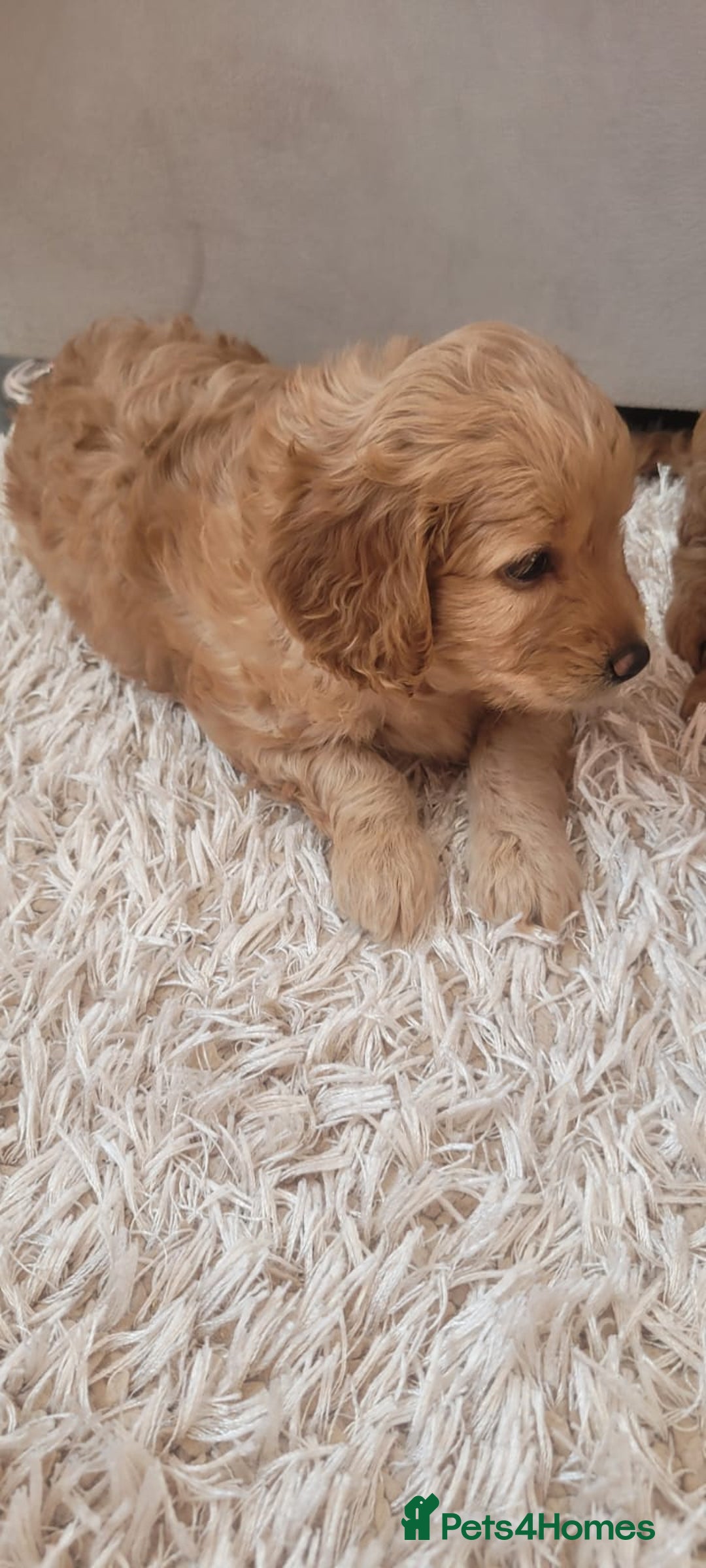 Cockapoo dogs for sale: 2nd generation cockapoo pups - Image 14