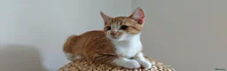 Mixed Breed cats for sale: Ginger-and-white boys and one Clico girl - Advert 36