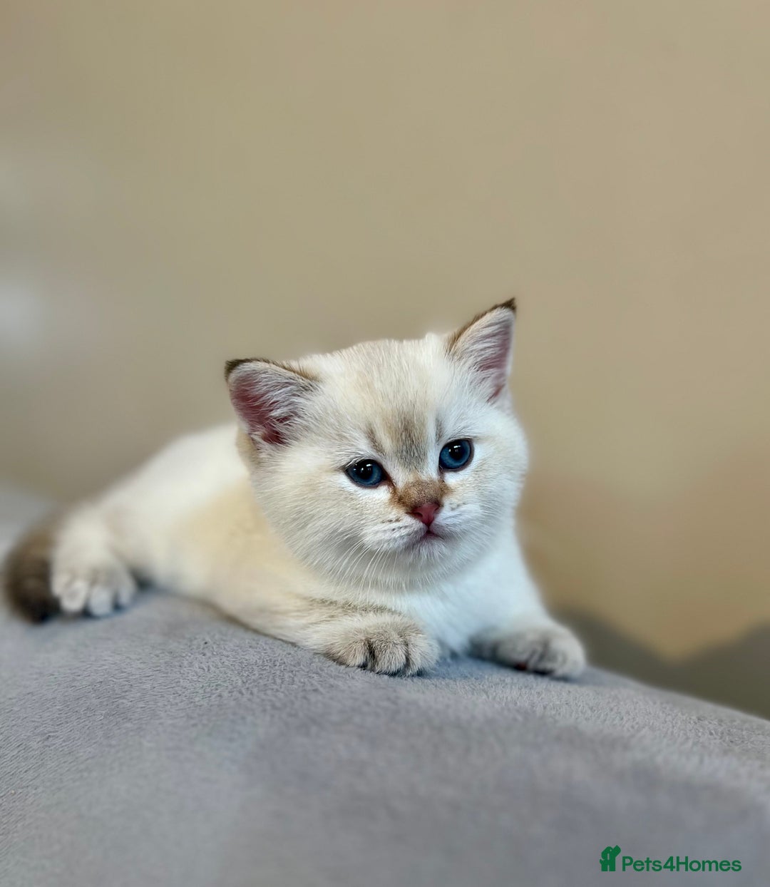 British Shorthair cats for sale: 🐾 Purebred BSH Kittens 🐾 - Advert 2