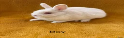 Mini Lop rabbits for sale: Stunning bunnies  - Advert 14