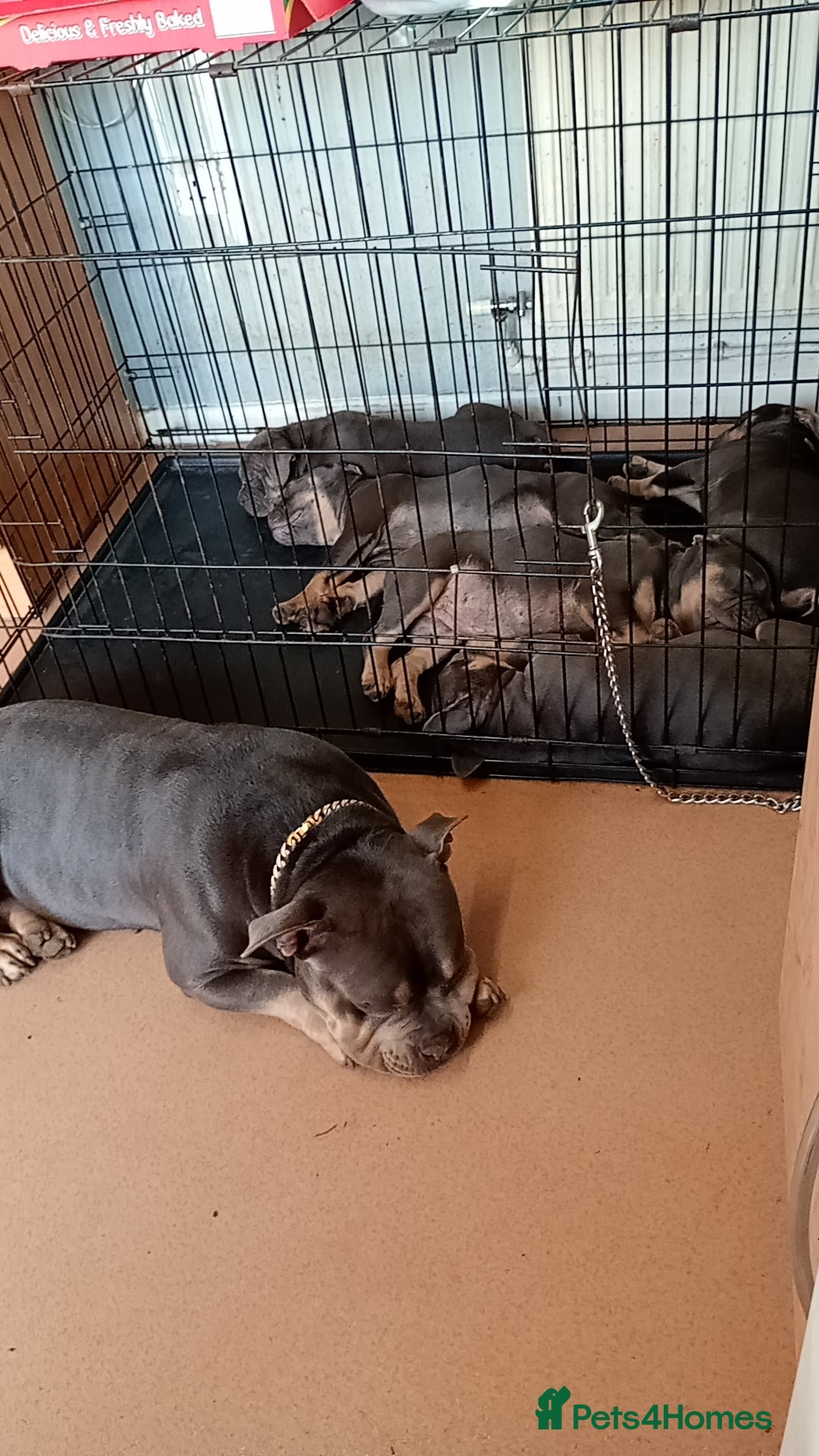 Mixed Breed dogs for sale: Blue tri Frenchie pocket  - Image 2