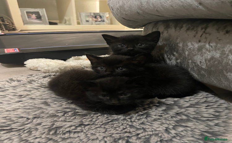 Mixed Breed cats - Advert 8