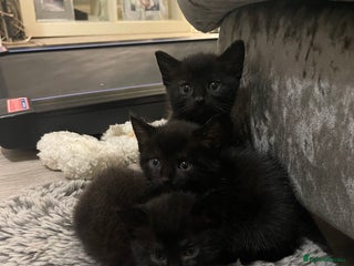 Mixed Breed cats - Advert 27