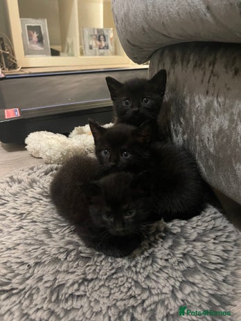 Mixed Breed cats - Advert 2