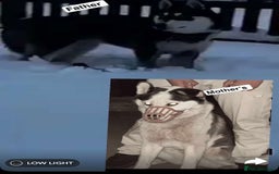 Siberian Husky dogs for sale: Adorable Black & Brown Husky Puppies –Great Price! - Image 1