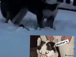 Siberian Husky dogs for sale - Advert 1