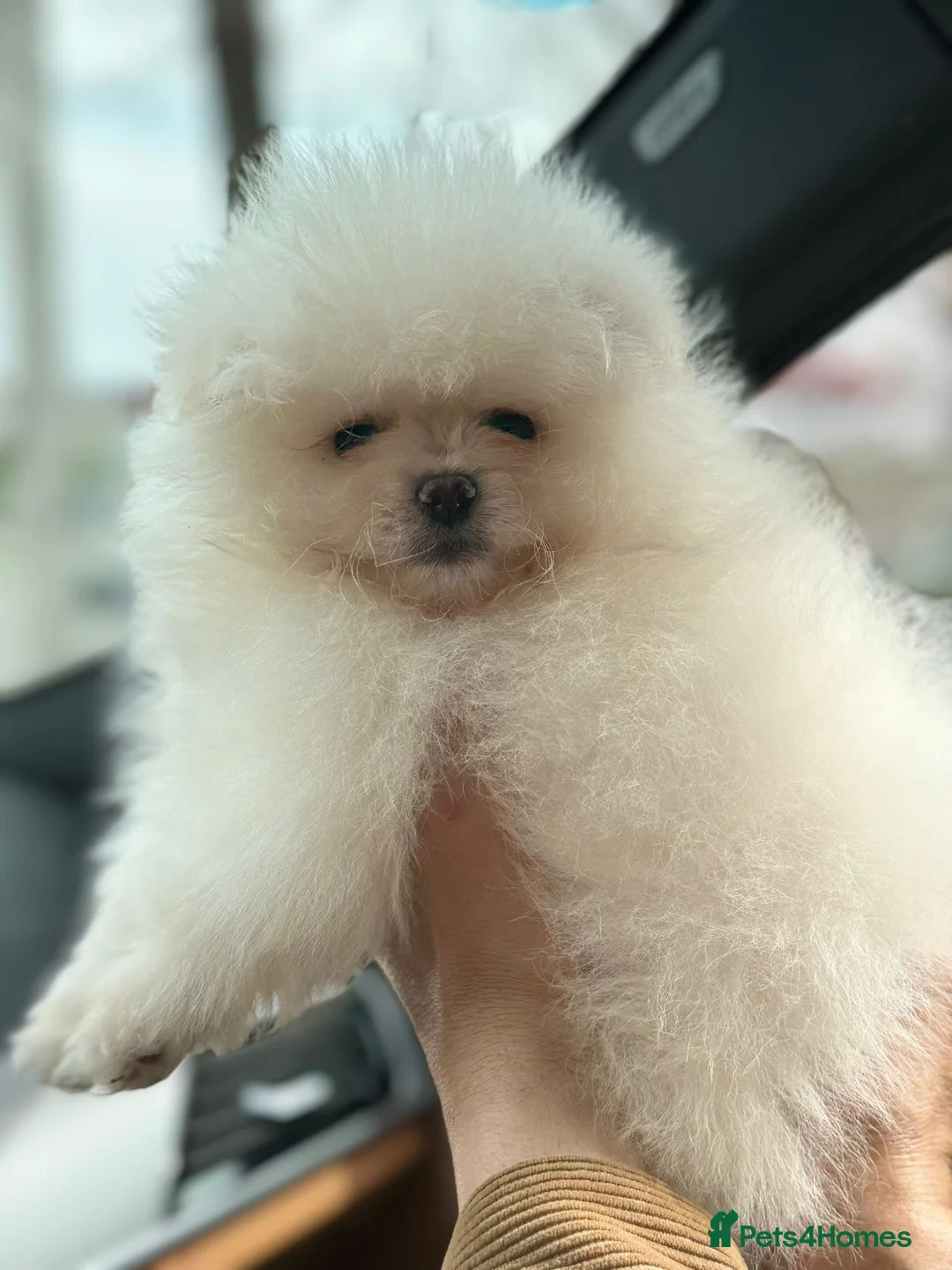 Pomeranian dogs for sale: This fluffy miracle is waiting for a new family😇 in Hounslow - Advert 1