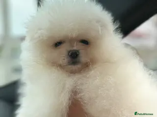 Pomeranian dogs This fluffy miracle is waiting for a new family😇 in Hounslow - Advert 1