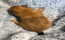 Pomeranian dogs for sale: Very adorable Pomeranian Puppies - Image 20