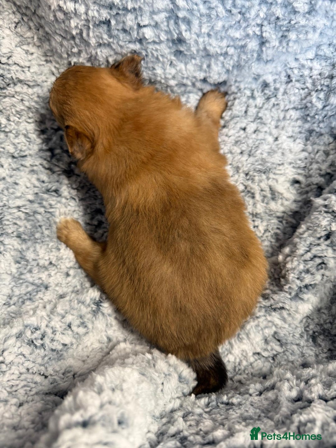 Pomeranian dogs for sale: Very adorable Pomeranian Puppies - Image 20