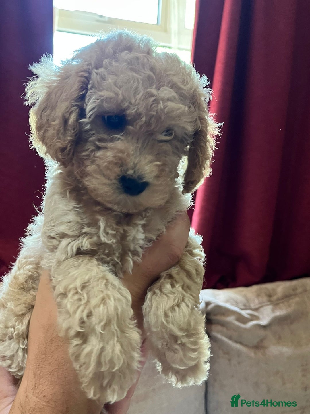Maltipoo dogs for sale: Maltipoo Puppies - Image 6