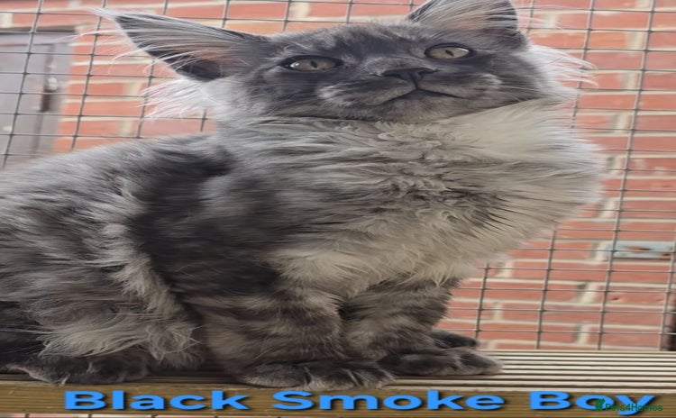 Maine Coon cats in Rotherham - Advert 1