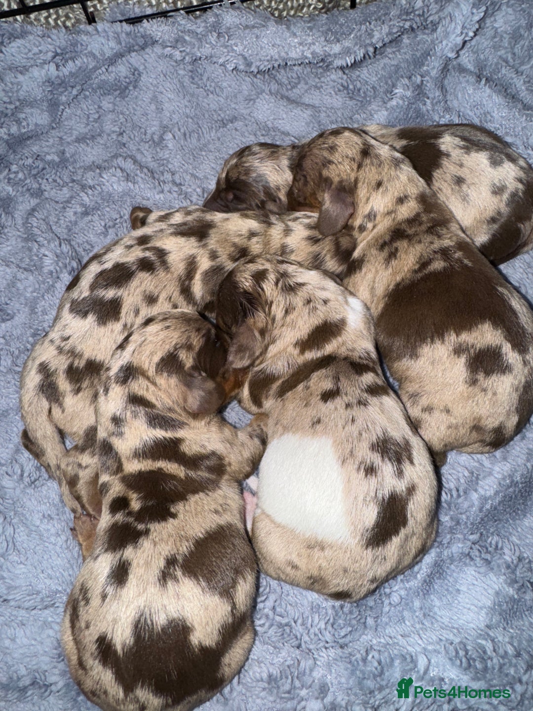 Miniature Dachshund dogs for sale: Miniature dachshund puppies  - Image 2