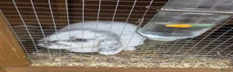 Mixed Breed rabbits for sale: 2 rabbits one white and black one gingerer in Nottingham - Advert 3