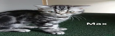 British Shorthair 1