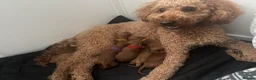 Cavapoo dogs for sale: F1b Cavapoo - Advert 17