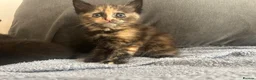 Mixed Breed cats for sale: Beautiful Fluffy Ragdoll Cross kittens  in Chester - Advert 5