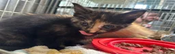 Mixed Breed cats for sale: Sphynx tortoiseshell mixed breed kittens - Advert 7