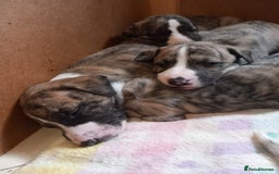 Whippet dogs for sale: Top Class Whippet Puppies bred from Champions - Image 11