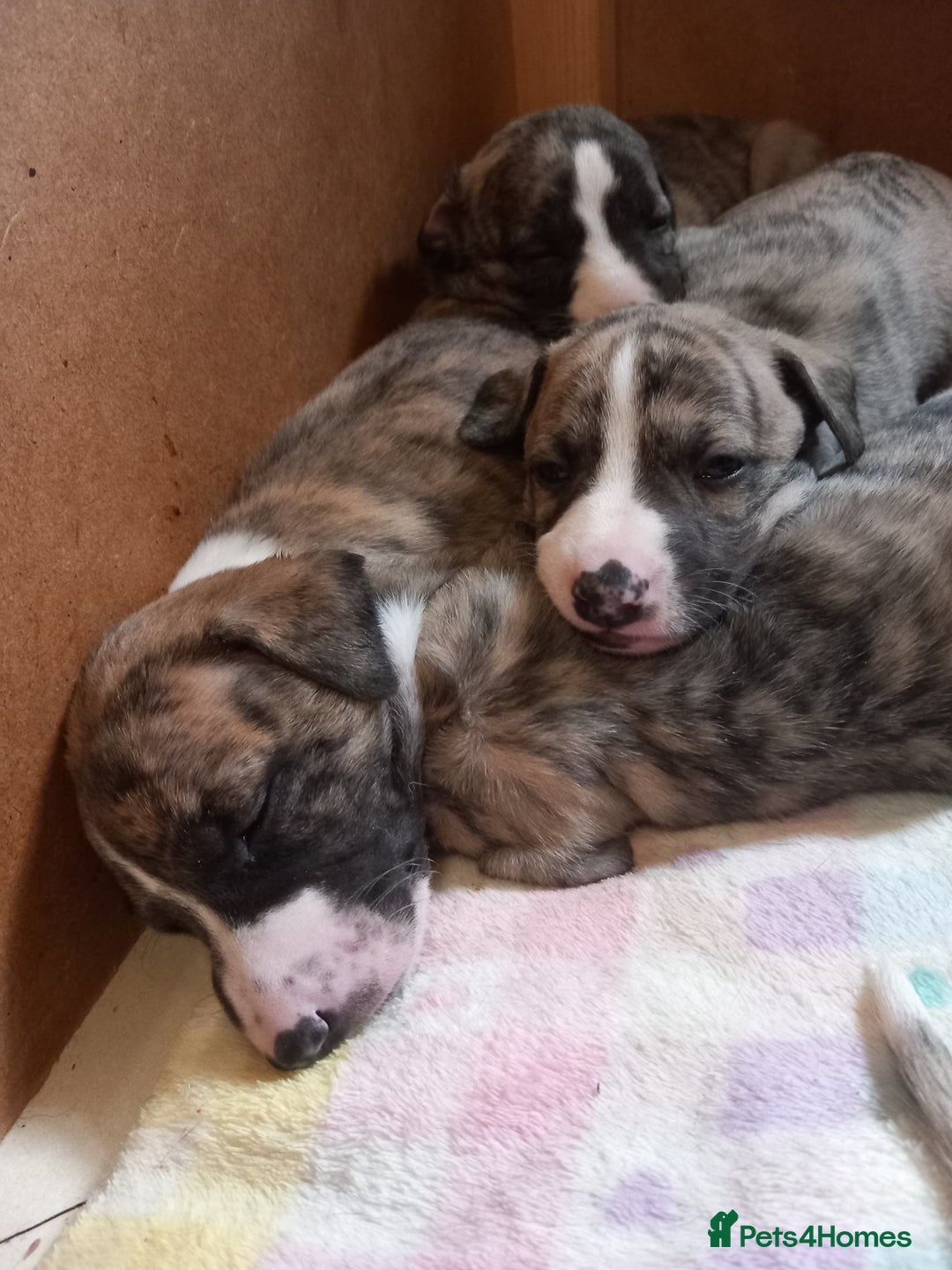 Whippet dogs for sale: Top Class Whippet Puppies bred from Champions - Image 11