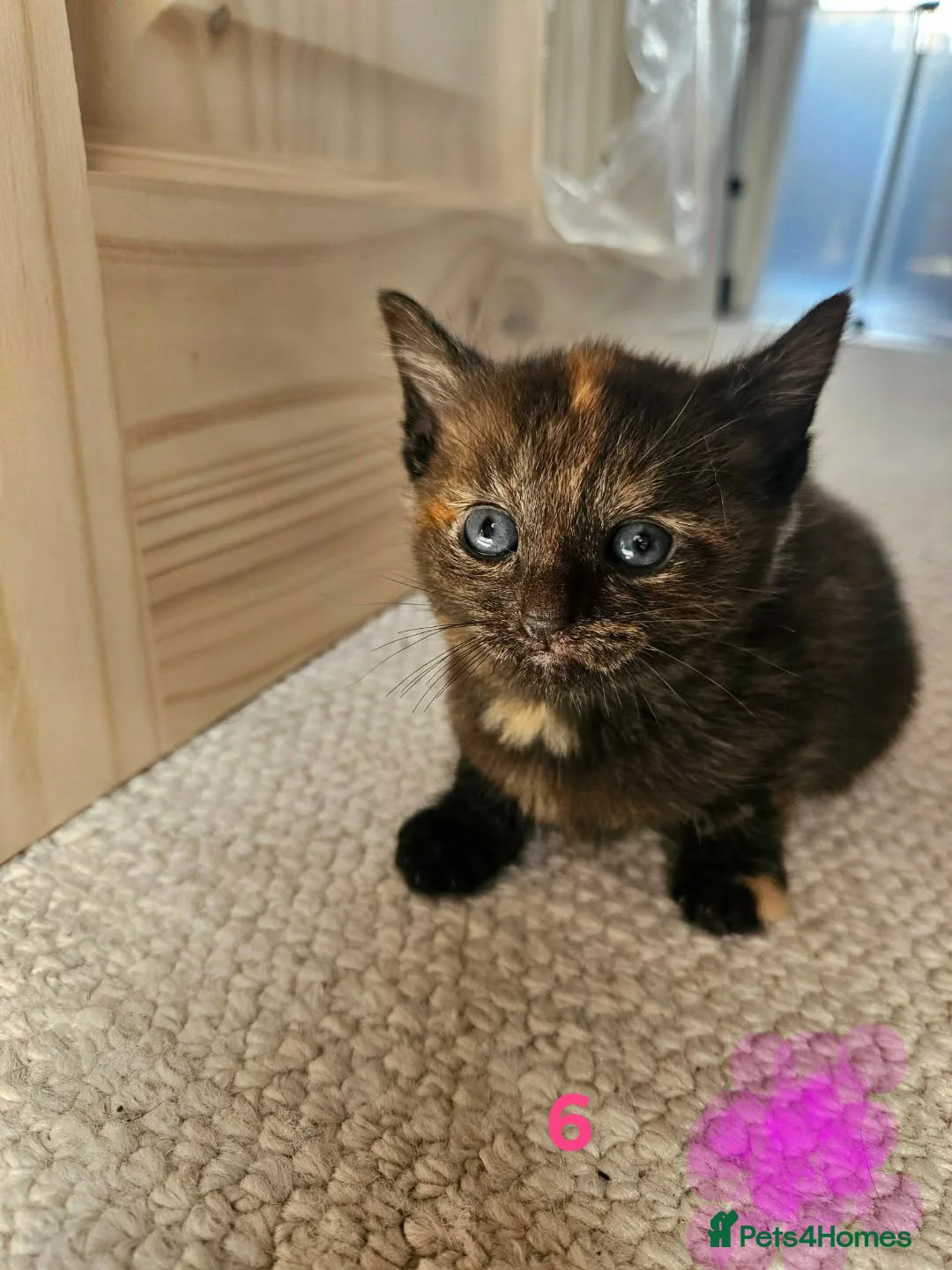 Mixed Breed cats for sale: Mixed Bengal bread - Advert 2