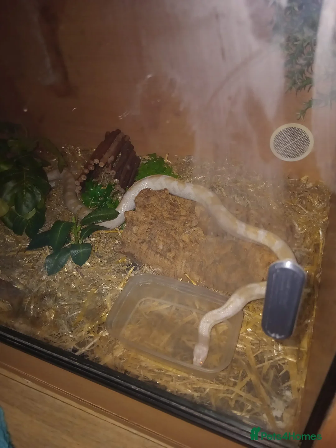 Corn Snake reptiles for sale: Corn snake  in Leeds - Advert 2