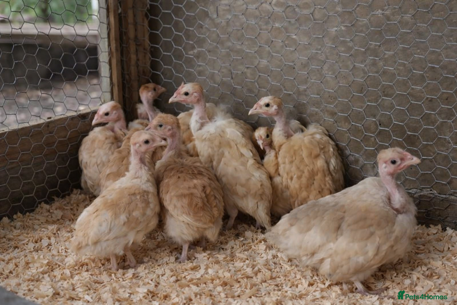 Chickens poultry Bare Neck Bantams FOR SALE  - Advert 1