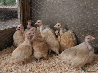 Chickens poultry Bare Neck Bantams FOR SALE - Advert 1