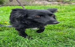 Mixed Breed dogs for adoption: Meet Dixie, currently residing in Wiltshire  - Advert 8