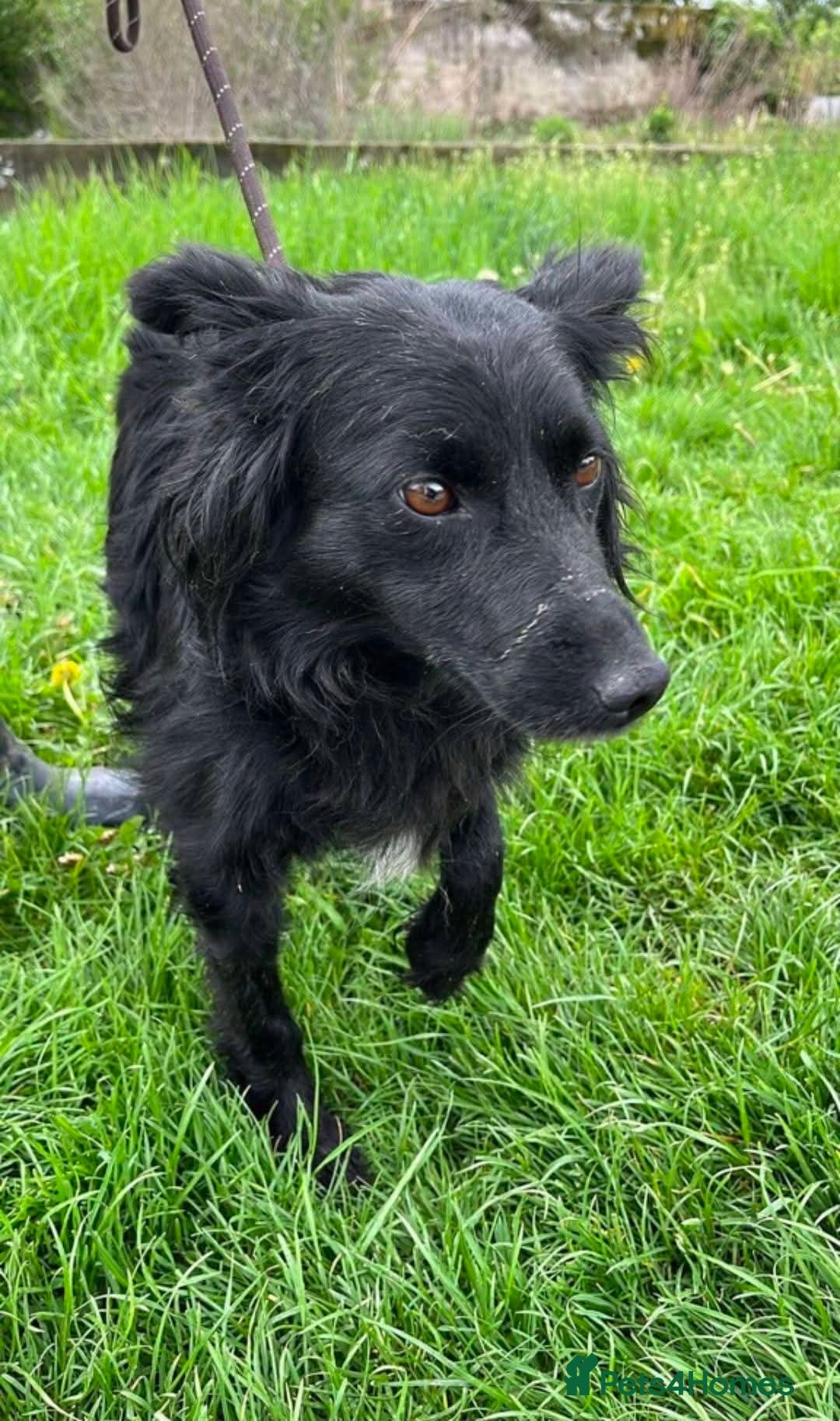 Mixed Breed dogs for adoption: Meet Dixie, currently residing in Wiltshire  - Advert 8