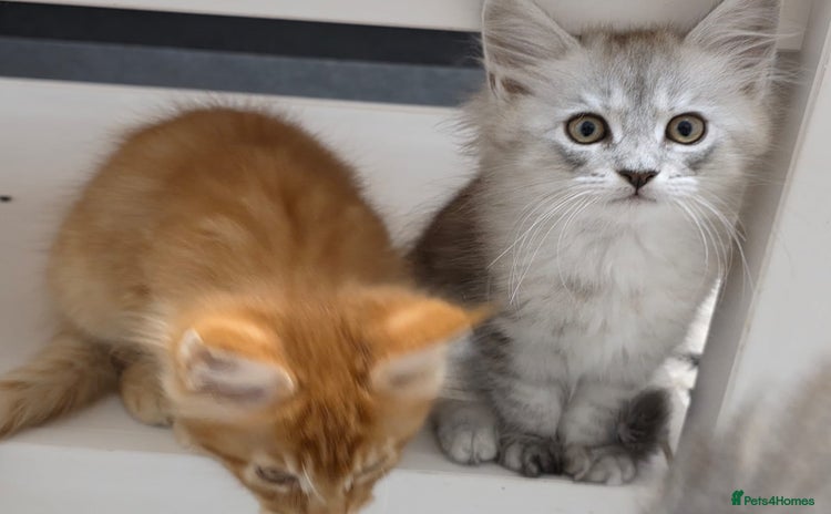 Maine Coon cats - Advert 9