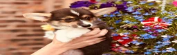 Welsh Corgi Pembroke dogs for sale: KC Tri boy ready now, from health tested parents - Advert 5