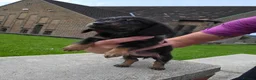 Miniature Dachshund dogs for sale: True longhaired minature dachshunds  - Advert 14