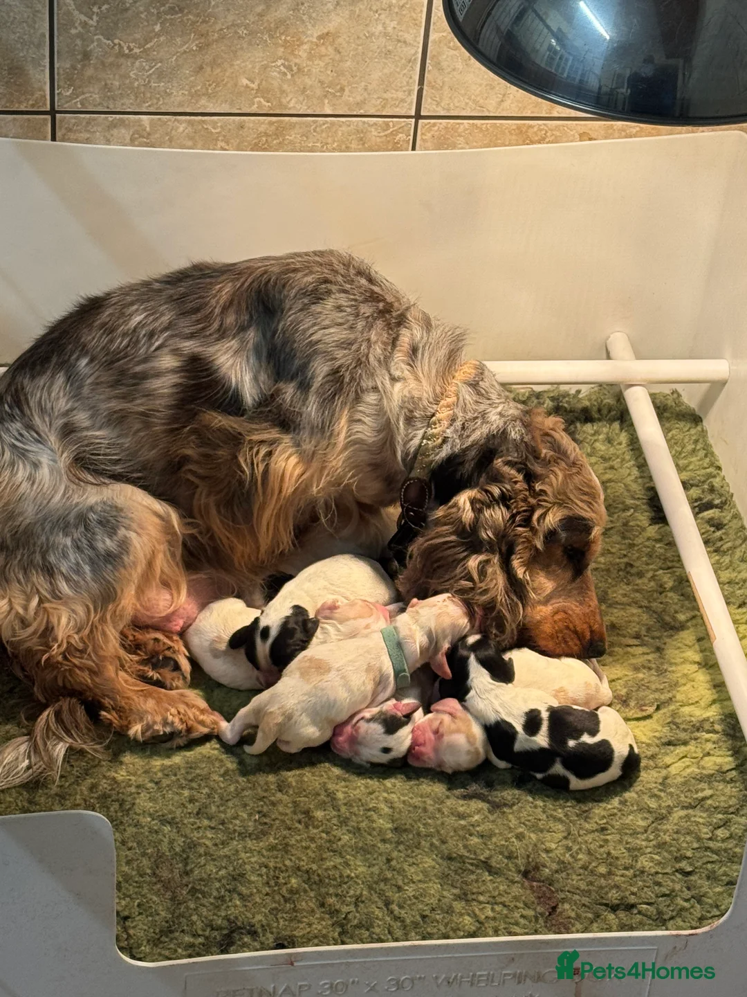 Cocker Spaniel dogs for sale: Stunning litter of show cockers - Advert 7