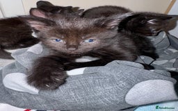 Mixed Breed cats for sale: 6 black kittens - Image 2