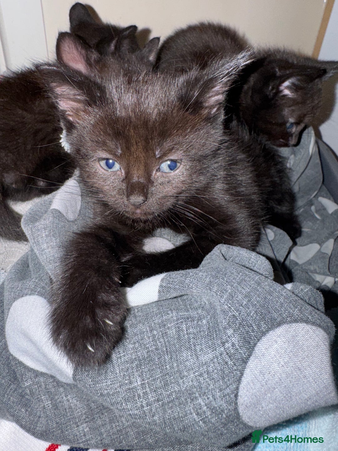 Mixed Breed cats for sale: 6 black kittens - Image 2