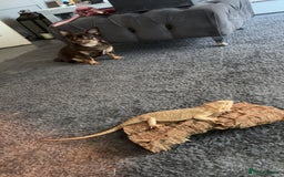 Bearded Dragon reptiles for sale: Breaded dragon - Image 17