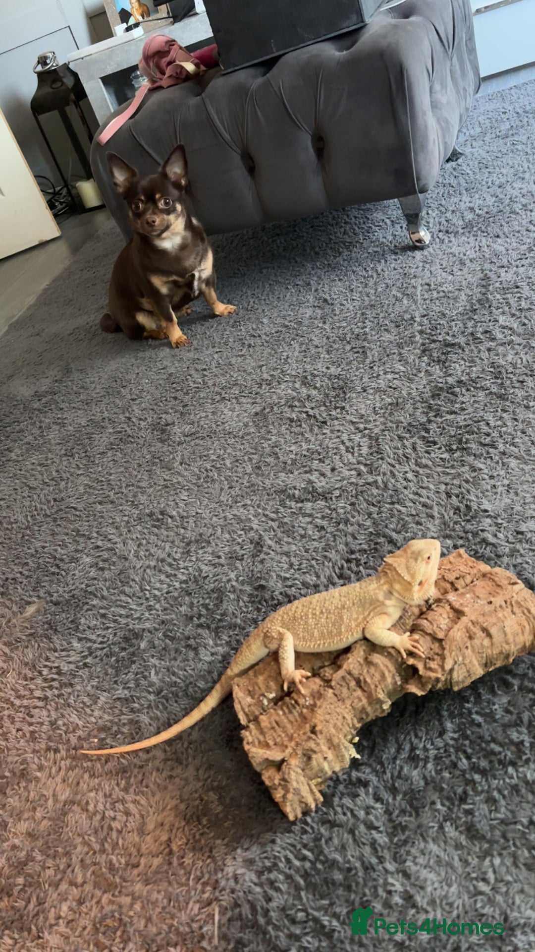 Bearded Dragon reptiles for sale: Breaded dragon - Image 17