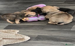 French Bulldog dogs for sale: French bull dog Puppies - Image 10