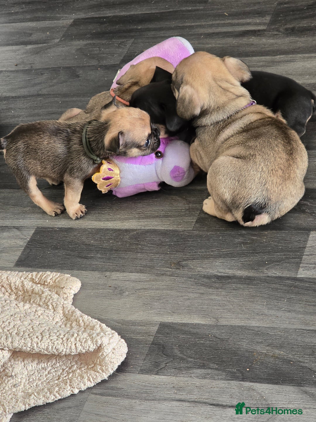 French Bulldog dogs for sale: French bull dog Puppies - Image 10